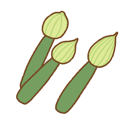 ネギ坊主のイラスト