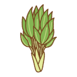 タカノツメのイラスト